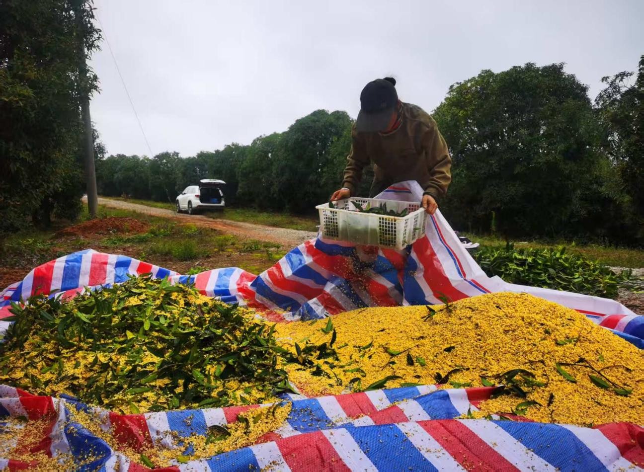 金秋咸寧桂花香 “鏈”起產(chǎn)業(yè)新篇章2.png